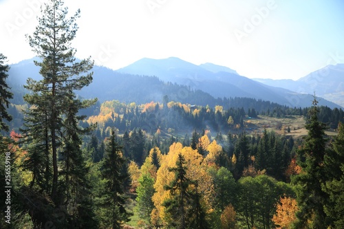 Autumn forest nature. Vivid morning in colorful forest with sun rays through branches of trees.savsat artvin turkey