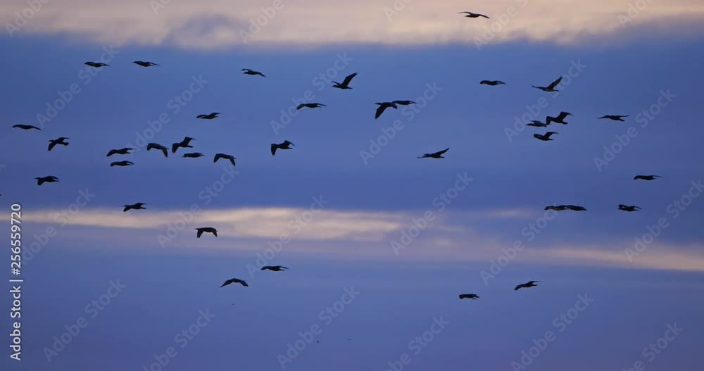 Group of Cormorants flying over the Camargue in France Group of Cormorants flying over the Camargue in France