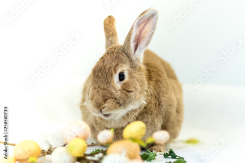 Cute and funny Easter Bunny rabbit on simple soft background for Spring