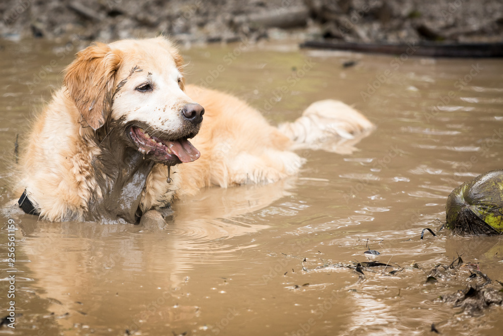 Golden retriever cooling off in a mud puddle Golden retriever cooling off in a mud puddle