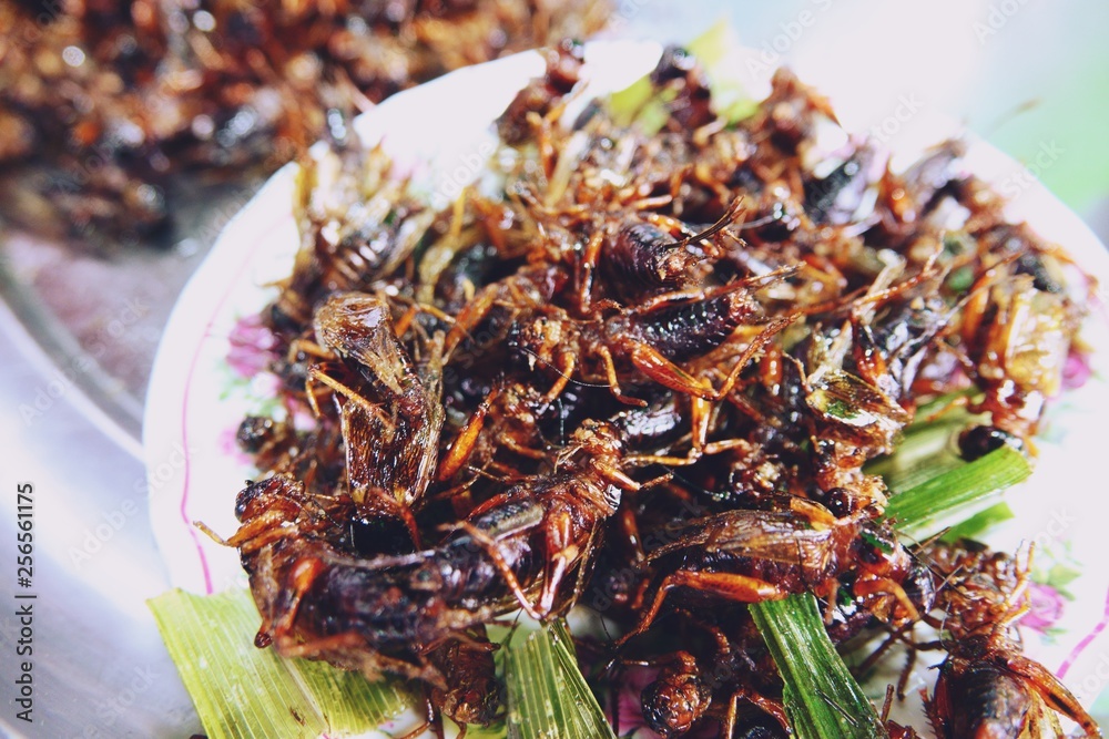 grasshopper fried, popular snack street food in Thailand