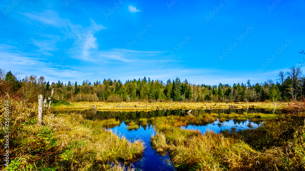 The Silverdale Creek Wetlands, a freshwater Marsh and Bog near Mission, British Columbia, Canada on a nice autumn day