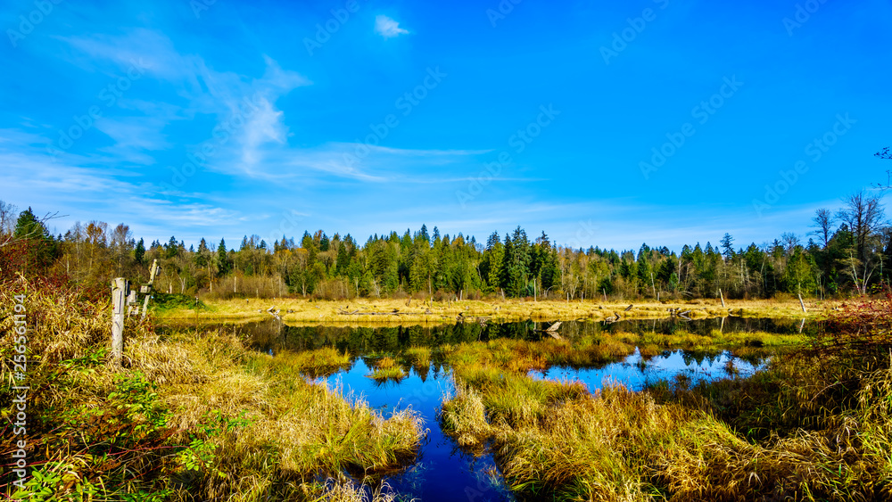 The Silverdale Creek Wetlands, a freshwater Marsh and Bog near Mission, British Columbia, Canada on a nice autumn day The Silverdale Creek Wetlands, a freshwater Marsh and Bog near Mission, British Columbia, Canada on a nice autumn day