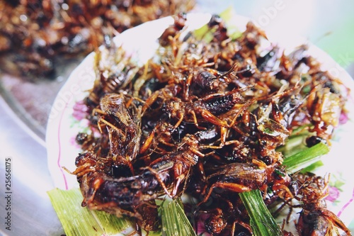 grasshopper fried, popular snack street food in Thailand