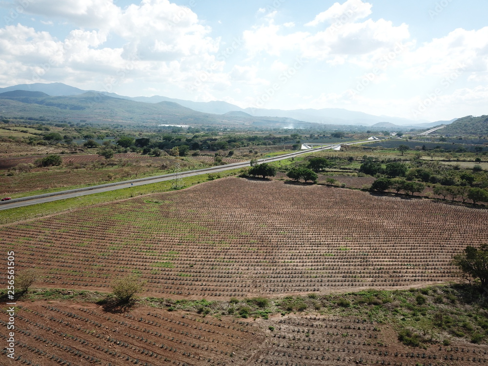 Fototapeta premium Campos de Agave en Tequila, Jalisco