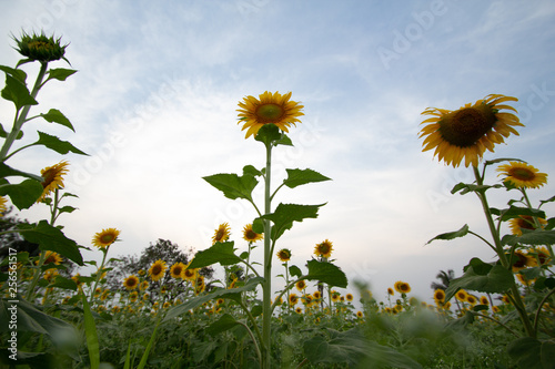 Beautiful sunflowers bloom in a sunflower field on a late summer day. high angle view, low angle view
