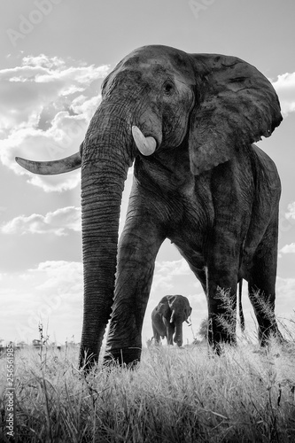 Photography Low angle of a passing Elephant