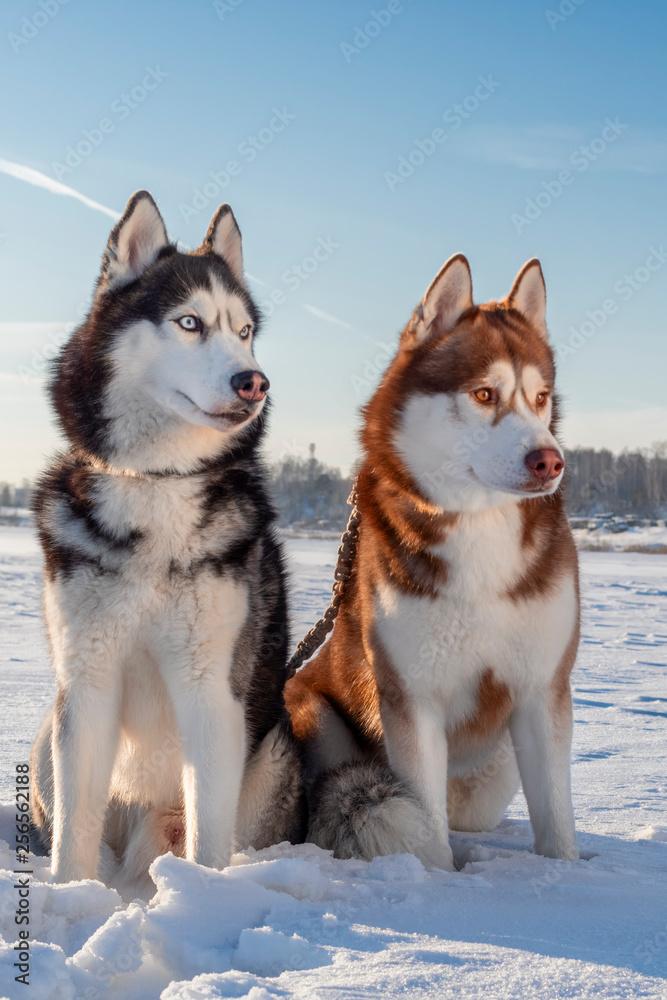 Husky dogs on snow. Siberian husky on winter walk.