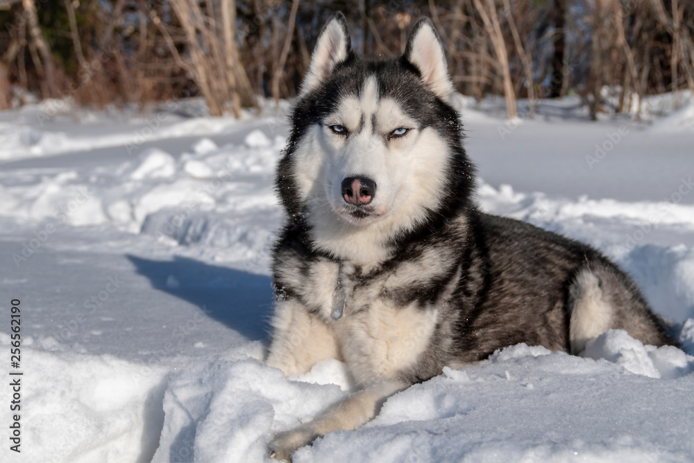 Husky dog on snow. Black and white Siberian husky with blue eyes. Husky dog on snow. Black and white Siberian husky with blue eyes.