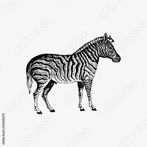 Zebra shade drawing