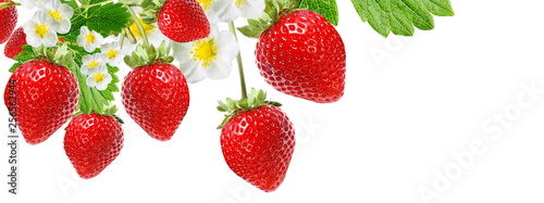 gardening ripe strawberry