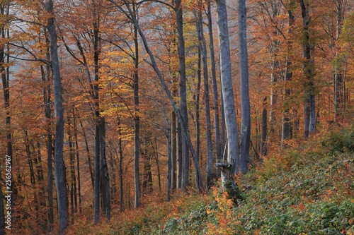 Autumn forest nature. Vivid morning in colorful forest with sun rays through branches of trees. Scenery of nature with sunlight.savsat/artvin/turkey © murat