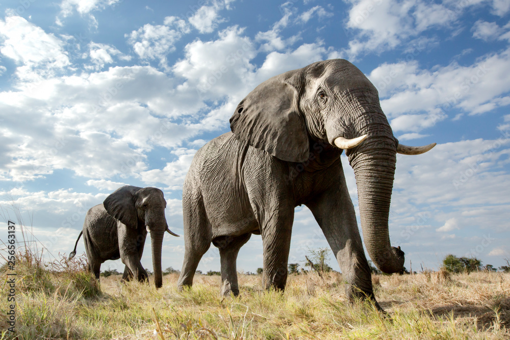 Fototapeta Niski kąt przechodzącego słonia