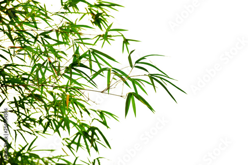 Fototapeta Naklejka Na Ścianę i Meble -  Bamboo leaves on white background