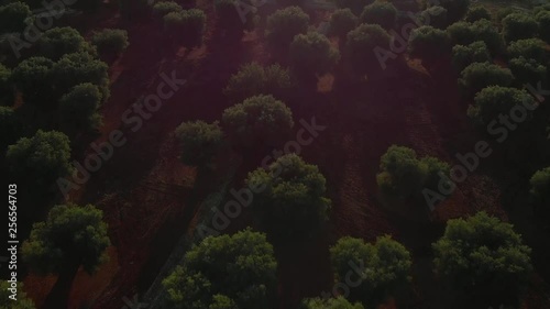 Drone footage over Olvie trees and groves in Southern Italy, Apulia, Puglia. Shot on the DJI Mavic Air. photo