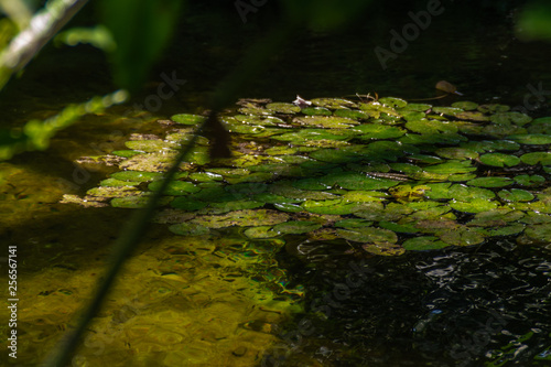 Leaves are floating in the pond in the tropical botanical garden.