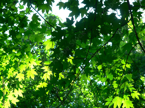 thru maple in bright sun