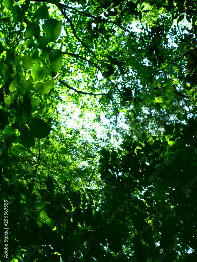 Fototapeta premium blue sky thru summer canopy 3
