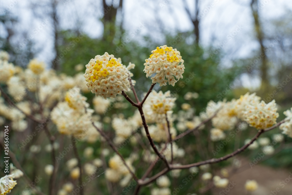 ミツマタの花 ミツマタの花