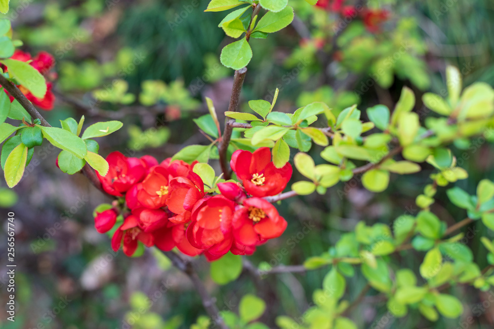 Obraz premium ボケの花