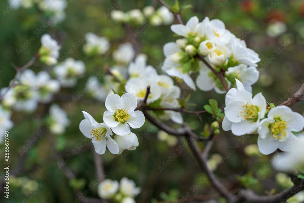 白い花 白い花