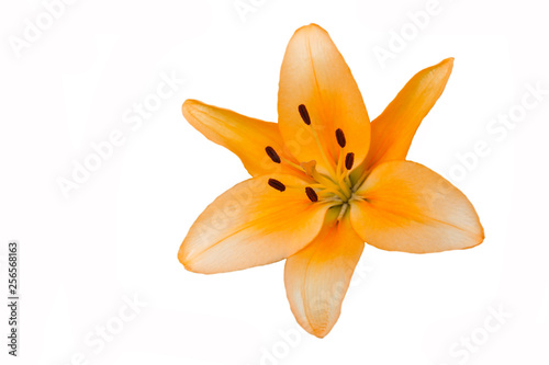 Orange lily flower.