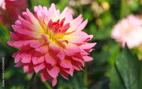 Pink dhalia flower.