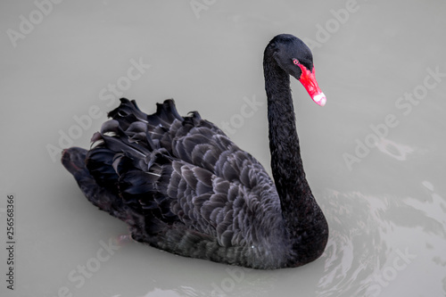 Black Swan Floating in Water
