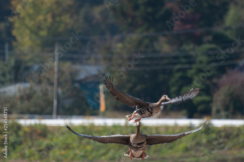 White-fronted geese, Izunuma, Miyagi prefecture, Japan photo