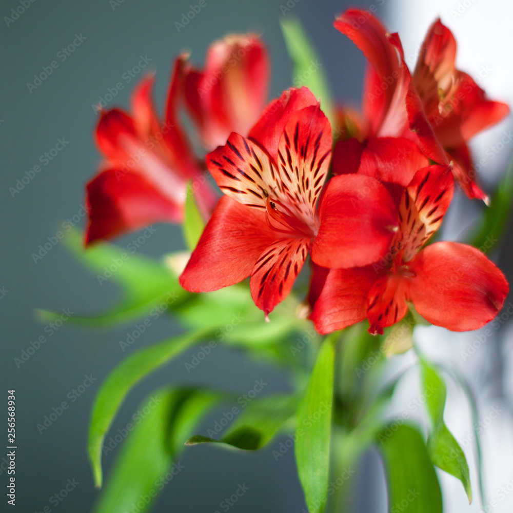 Fototapeta Red alstroemeria flowers with green leaves on gray background in sun light close up, bright pink lily flower bunch for decorative holiday poster, red lilies floral arrangement for greeting card design