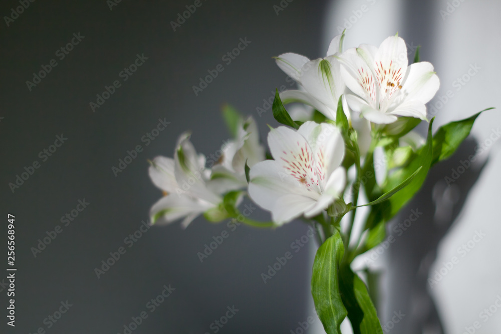 Obraz premium White alstroemeria flowers with green leaves on gray background in sunlight closeup, delicate lily flower bunch for decorative holiday poster, tender lilies floral arrangement for greeting card design