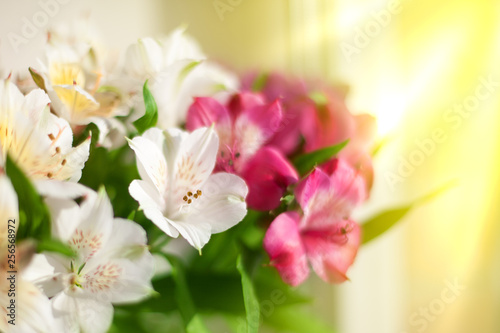 Pink and white lily flowers on blurred sun rays background close up, soft focus flower arrangement in bright morning golden sunshine light, beautiful holiday artistic sunny floral image, copy space