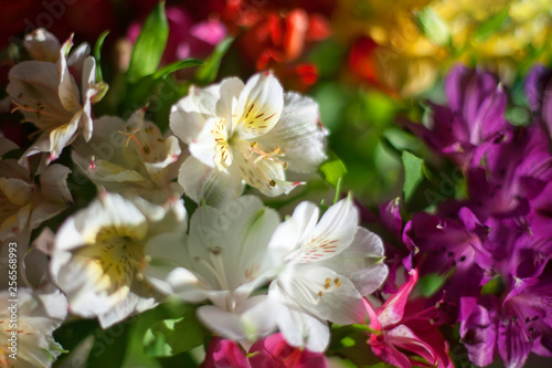 White and multicolored lily flowers on  blurred background close up  soft focus lilies flower arrangement design  beautiful holiday artistic floral image  sunny spring or summer garden illustration