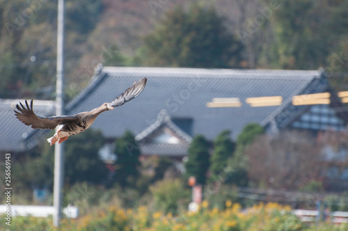 White-fronted geese flying, Izunuma, Miyagi prefecture, Japan photo