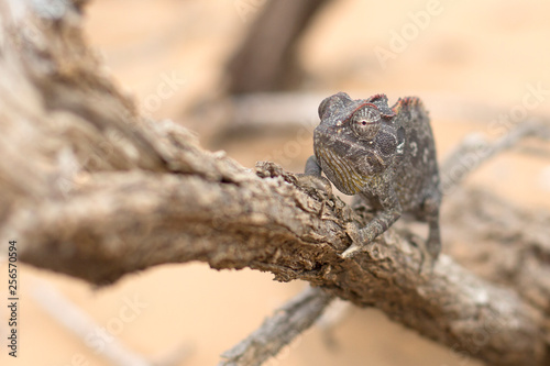 Chameleon in Dorob National Park