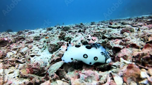 Nudibranch Jorunna funebris moves across some rubble coral on the reef. photo