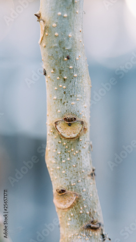 Leaf scar, interesting characteristics of Toona sinensis plant, photo