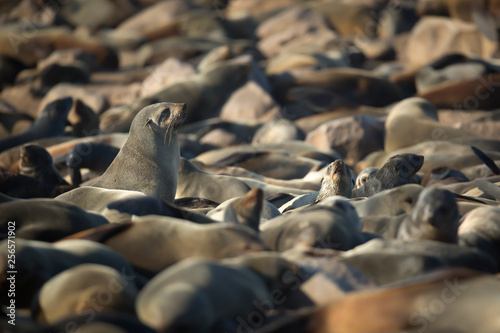 Seal at Cape Cross Seal Colony © 2630ben