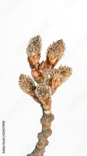 Spring, sprouting plant branches(scientific name: Populus tomentosa), White background.