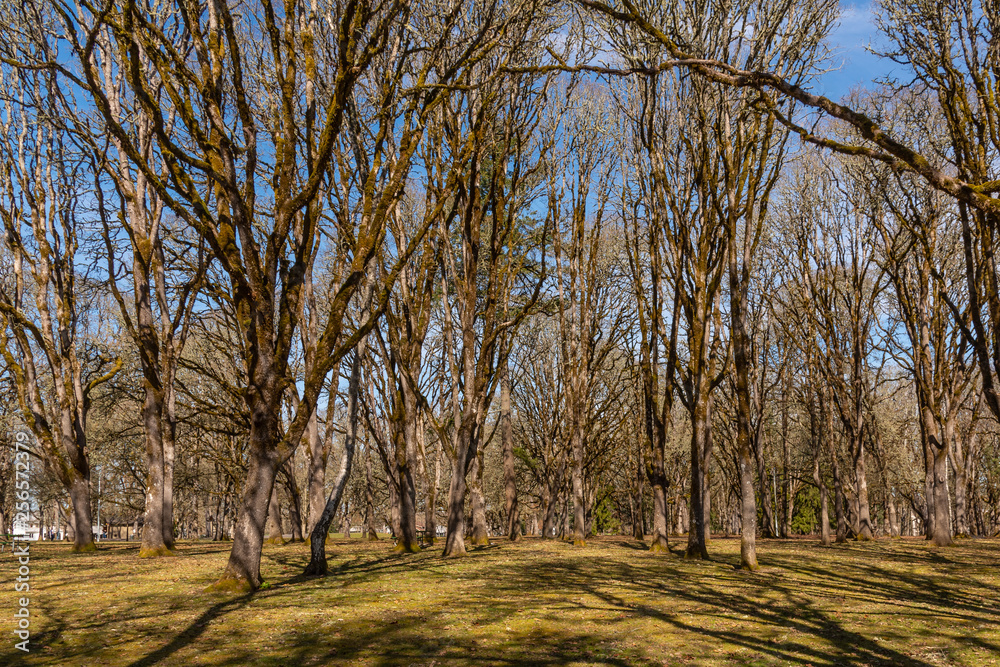 Beautiful bare trees in field in spring Beautiful bare trees in field in spring