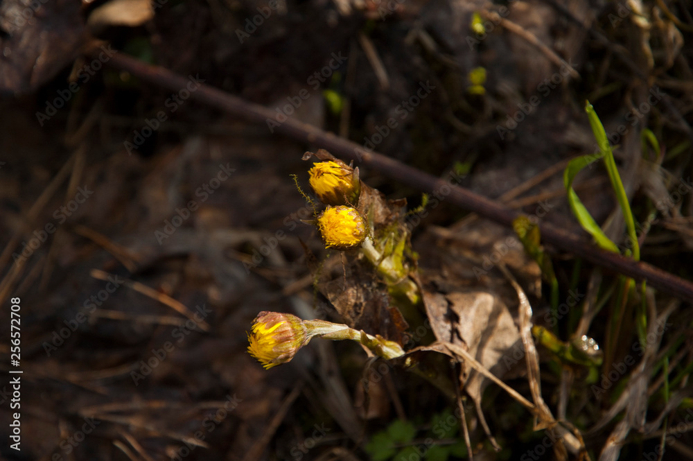 coltsfoot