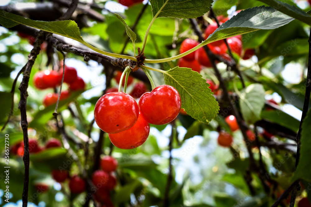 ripe red cherries on the tree ripe red cherries on the tree