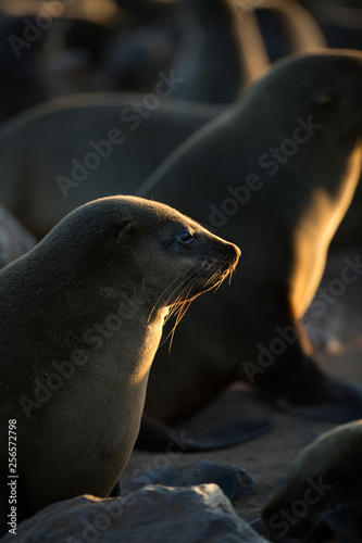 Seal at Cape Cross Seal Colony © 2630ben