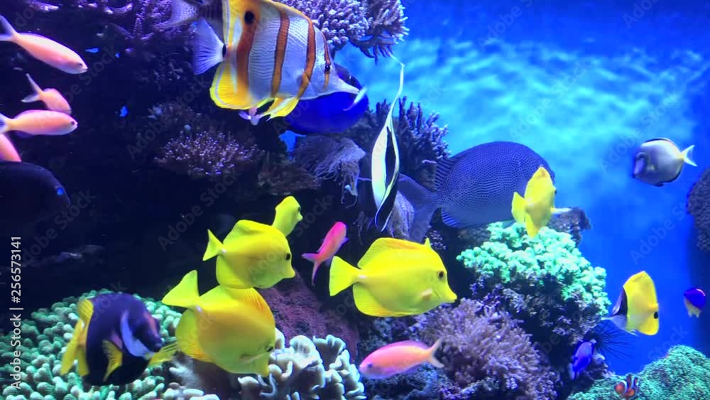 A colorful tropical fish aquarium full of life and movement.