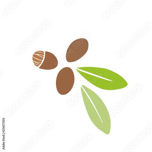 Shea seeds and leaves doodle vector hand drawn illustration. Simple icon isolated on white background