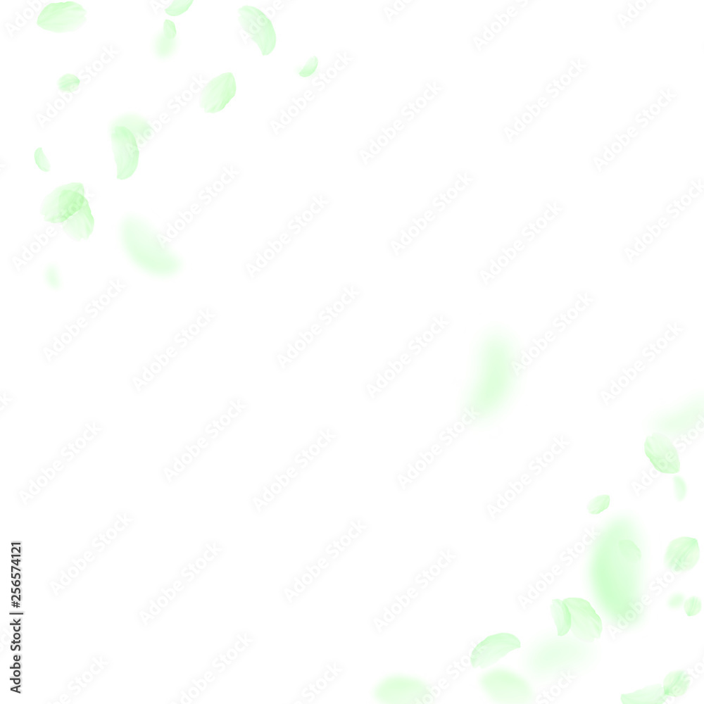 Green flower petals falling down. Likable romantic Green flower petals falling down. Likable romantic