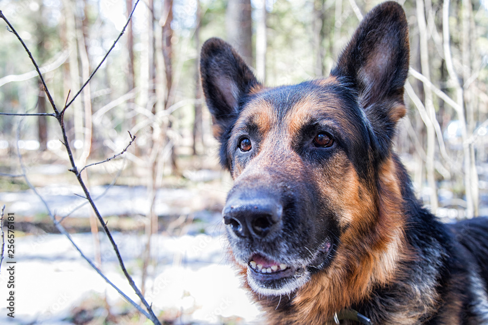 Dog German Shepherd in the forest in an early spring Dog German Shepherd in the forest in an early spring