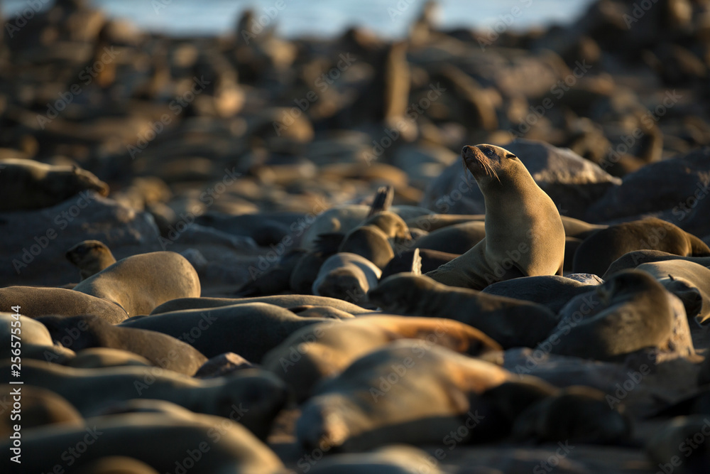 Fototapeta premium Cape Fur Seal