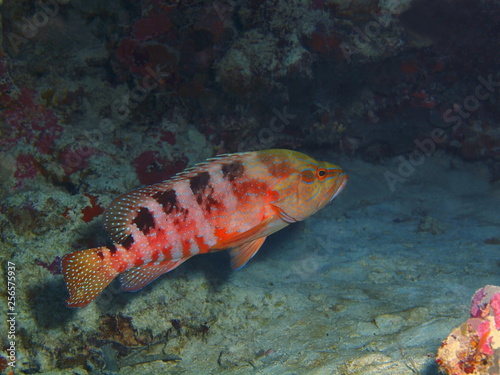 The amazing and mysterious underwater world of Indonesia, North Sulawesi, Bunaken Island, grouper © vodolaz