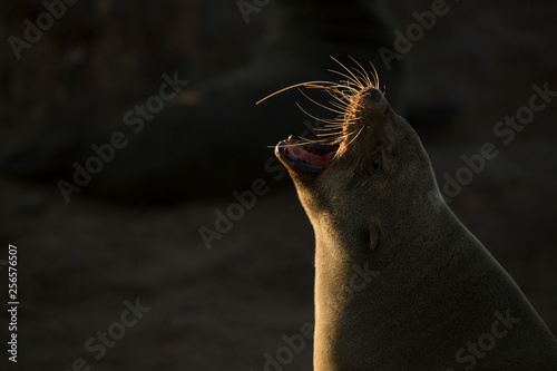 Seal at Cape Cross Seal colony photo